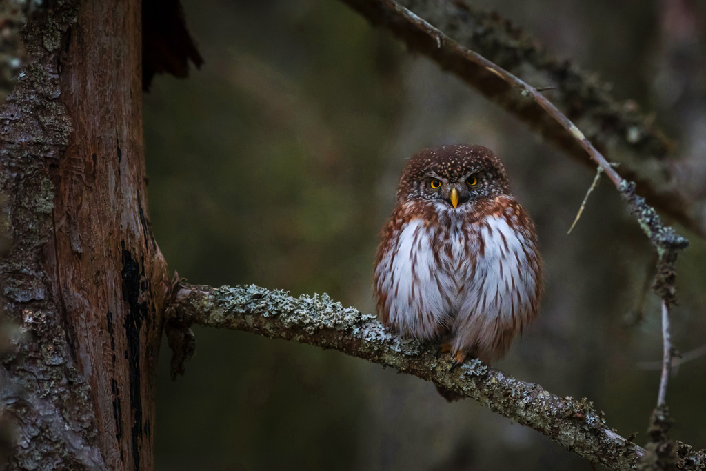 owl in the woodland trees